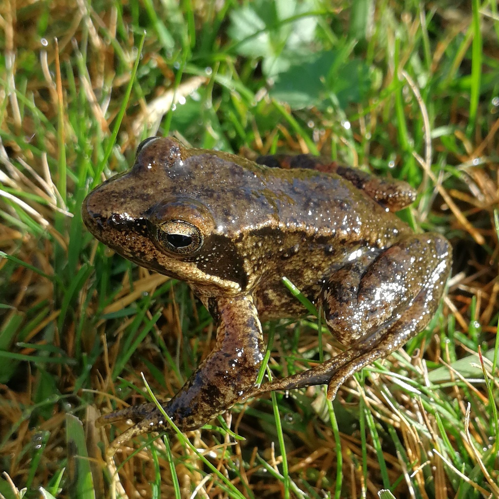 Iberian Frog in September 2021 by Gilberto Sánchez Jardón iNaturalist