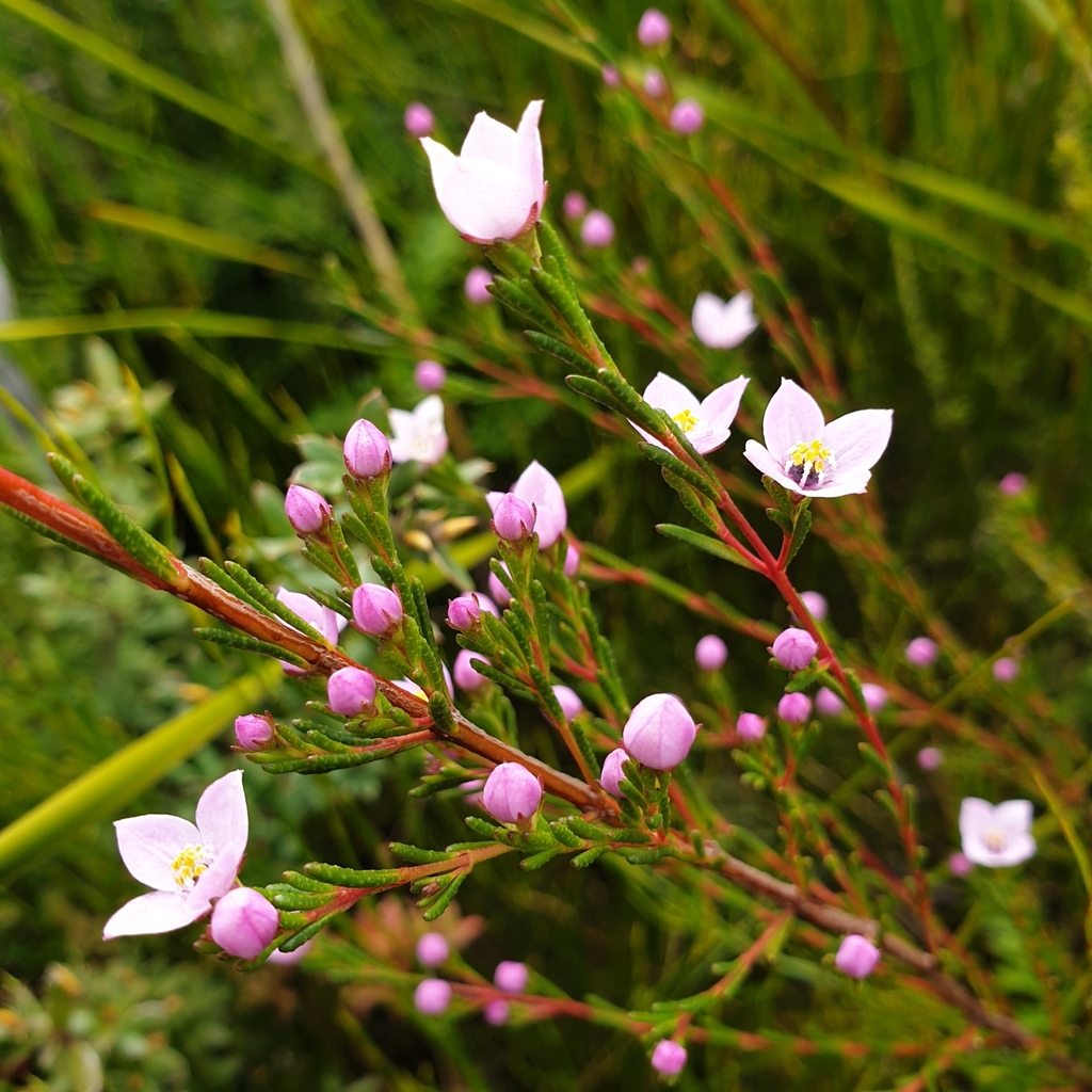 Boronia Deanei From Newnes Plateau NSW 2790 Australia On October 22