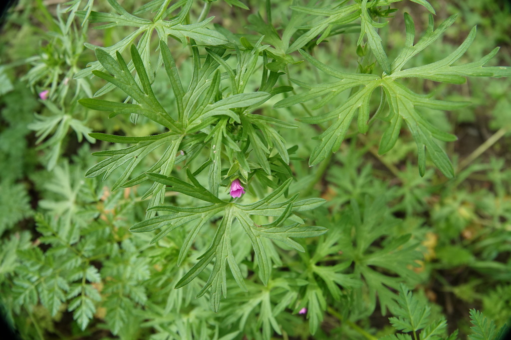 Cut Leaved Crane S Bill From Vaughan Vic Australia On October