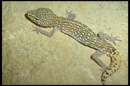 Geco De Bandas De La Isla De San Marcos Coleonyx Gypsicolus