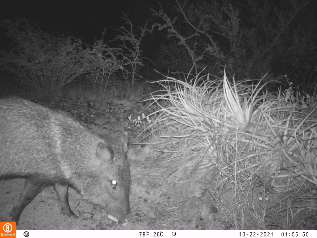 Collared Peccary from Miguel Alemán Tamps México on October 22 2021