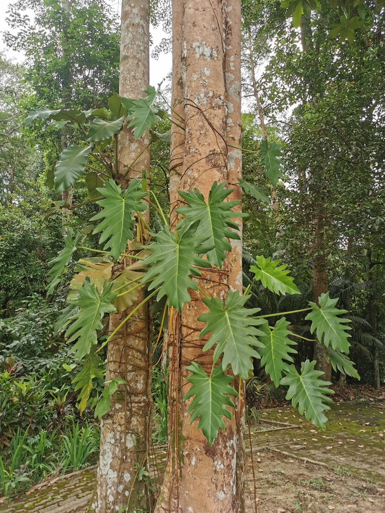 Tree Philodendron From No Jalan Ubin U B Bukit Jelutong