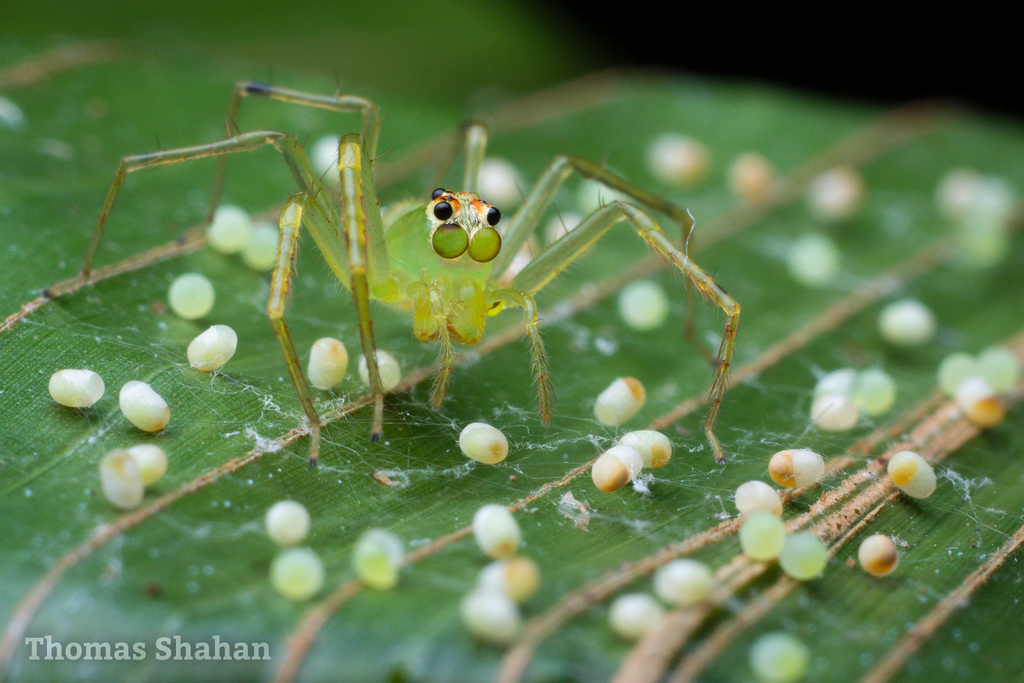 Translucent Green Jumping Spiders In August By Thomas Shahan