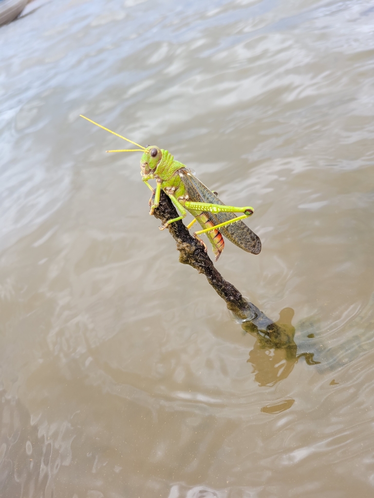 Violet Winged Grasshopper From Morada Nova De Minas MG 35628 000