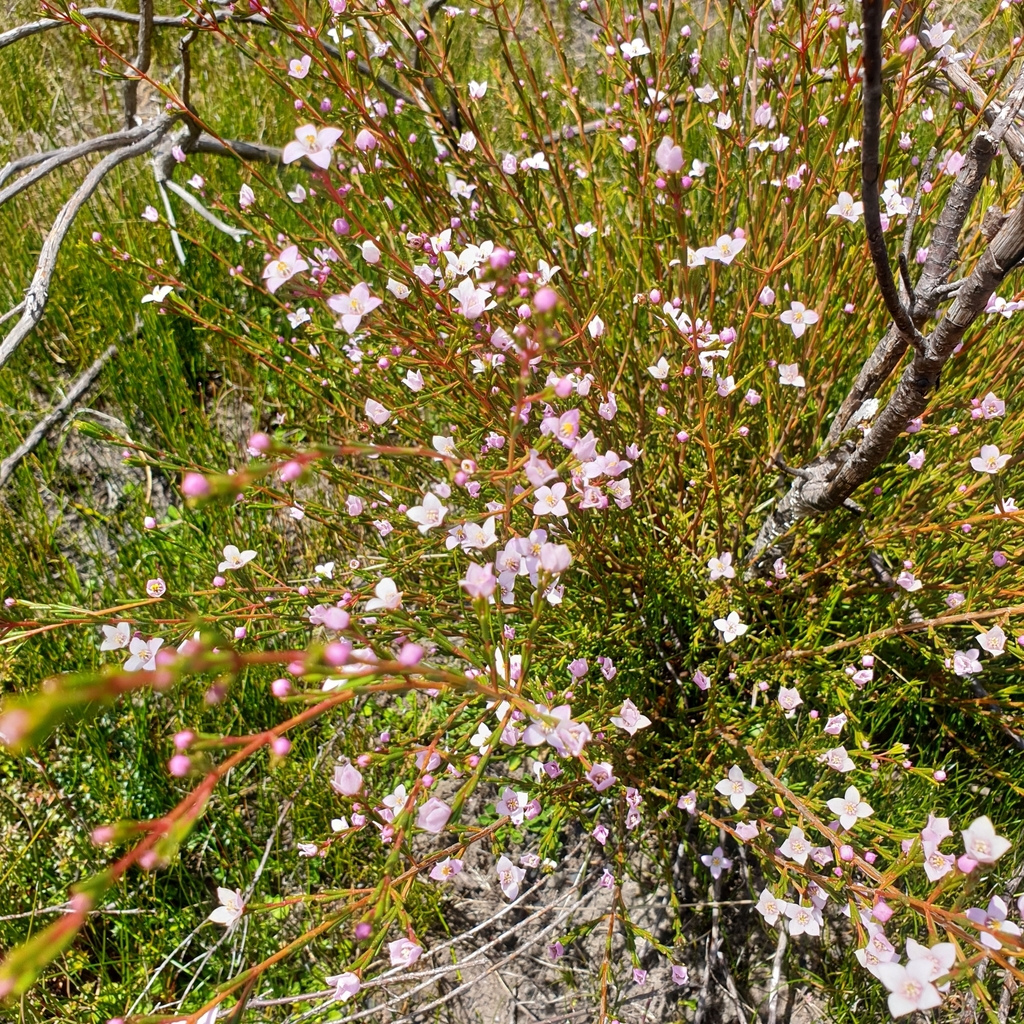 Boronia Deanei Deanei From Newnes Plateau NSW 2790 Australia On