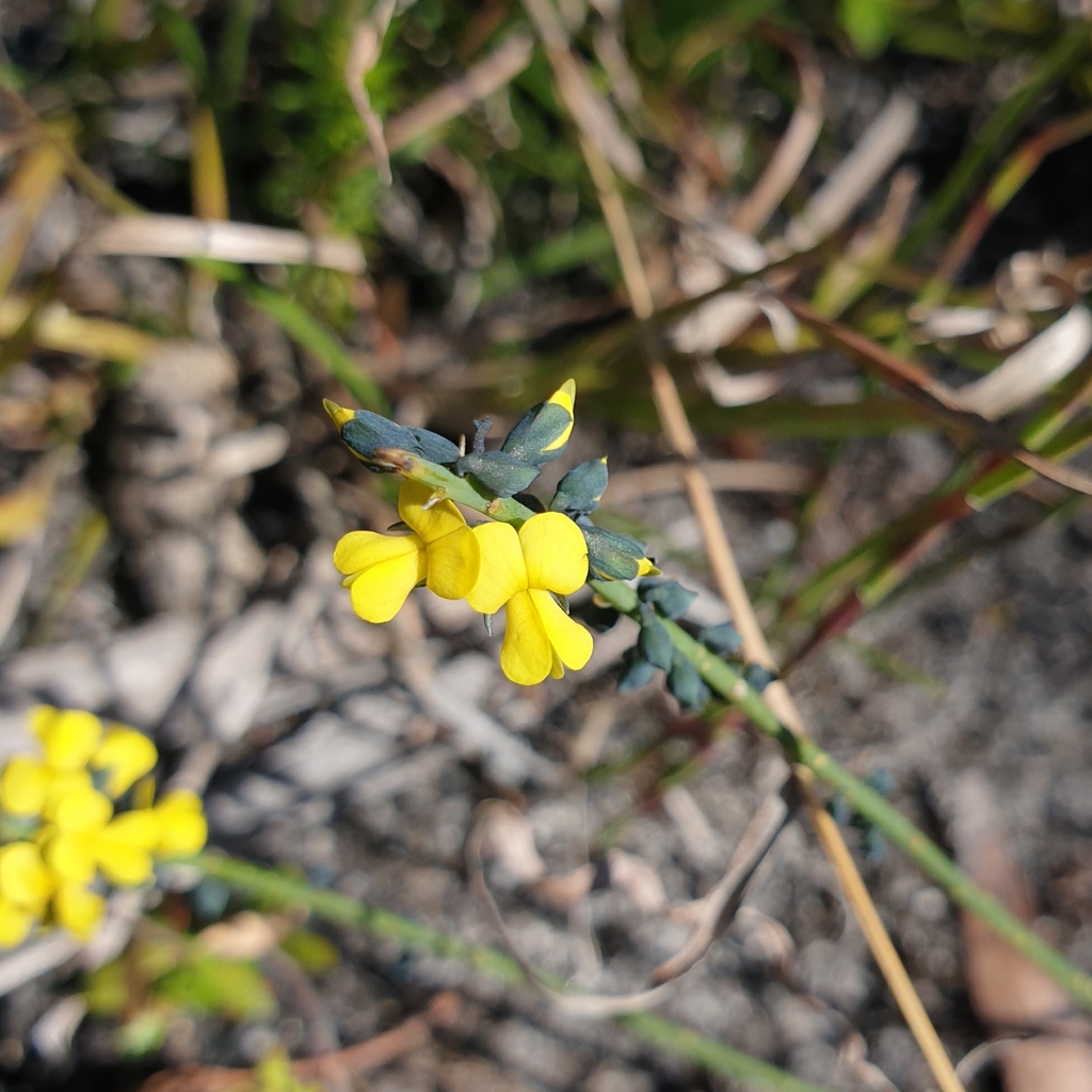 Globe Pea From Newnes Plateau NSW 2790 Australia On October 27 2021