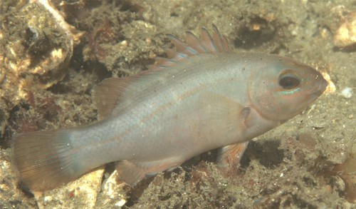 Eastern Blue Groper Fishes Of Chowder Bay Sydney Australia