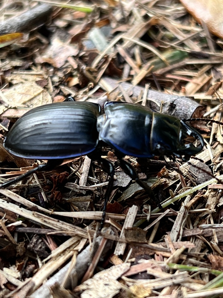 Warrior Beetles From Curryville Rd Chuluota Fl Us On October