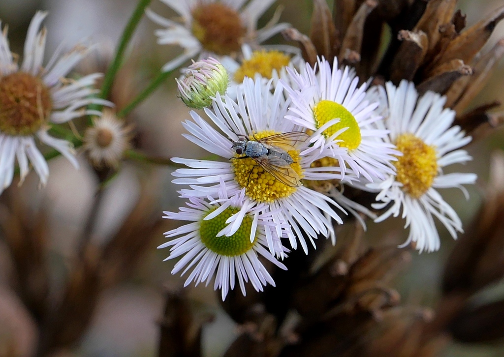 Dinera Grisescens From Pu Awy Polska On November At Pm