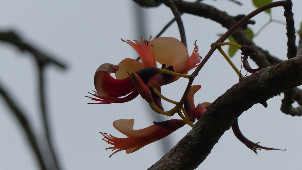 Bat S Wing Coral Tree From Netherby Qld Australia On November