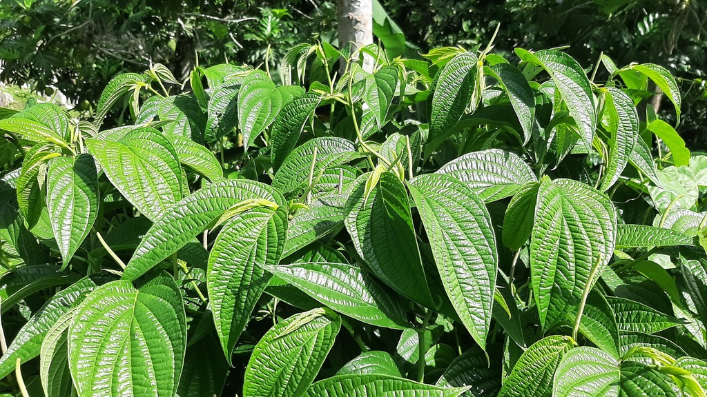 Pepper Plants From Anse D Hainault Grand Anse Haiti On July