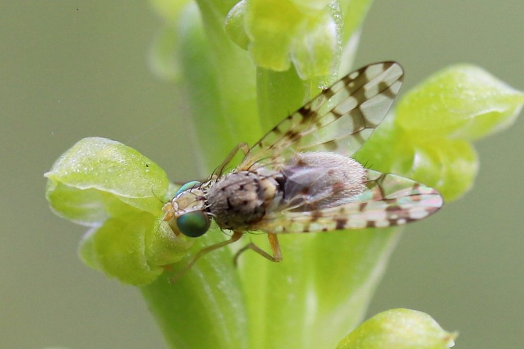 Austrotephritis Pelia From Orbost Vic Australia On November