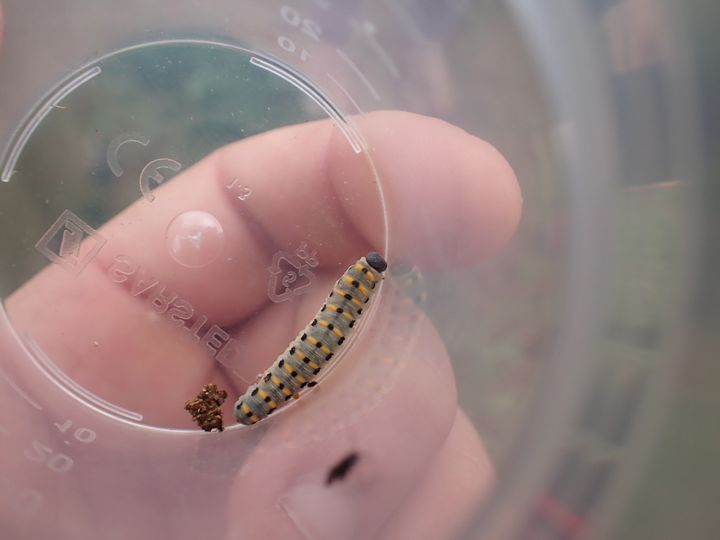 Scabious Sawfly From Plan Des 4 Seigneurs 34090 Montpellier France On