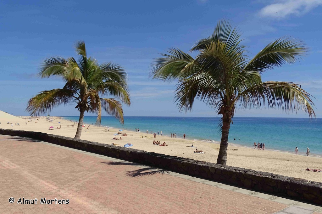 Coconut Palm From Morro Jable Provinz Las Palmas Spanien On April