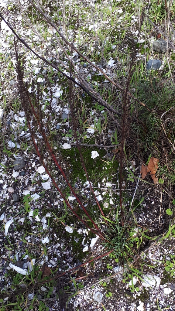 Field Sagewort From Denman Island British Columbia V R Canada On