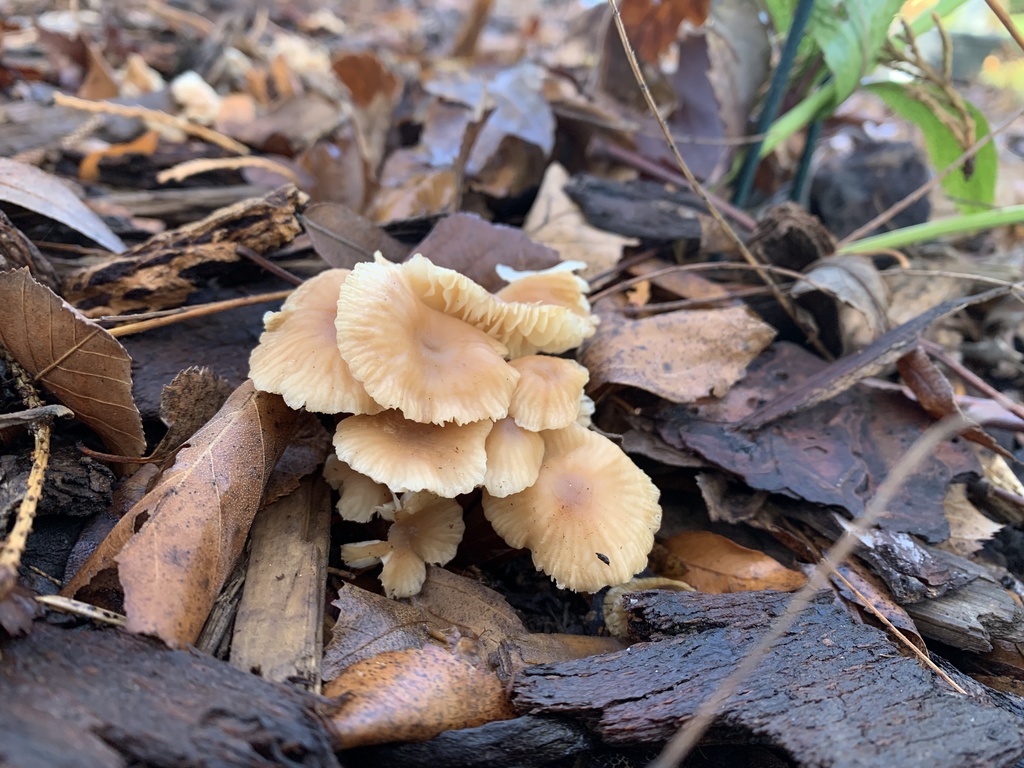 Common Gilled Mushrooms And Allies From W Elmspring St Boise ID US