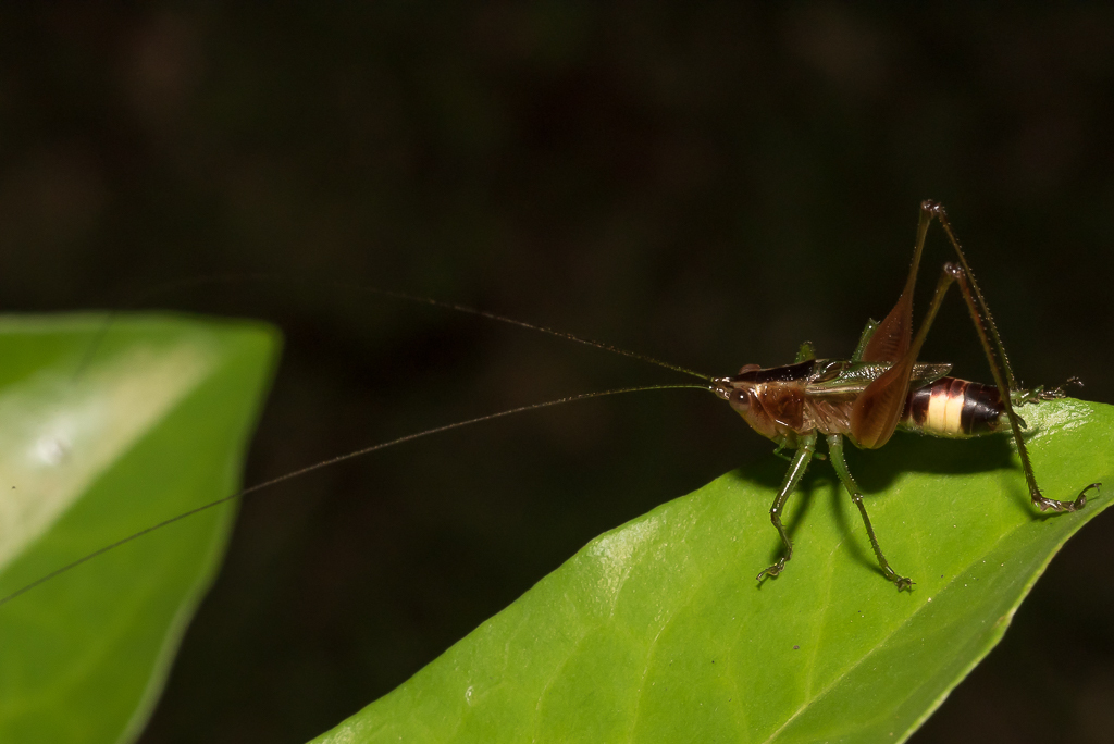 Lesser Meadow Katydids From Manu Wildlife Center On October 05 2021 At