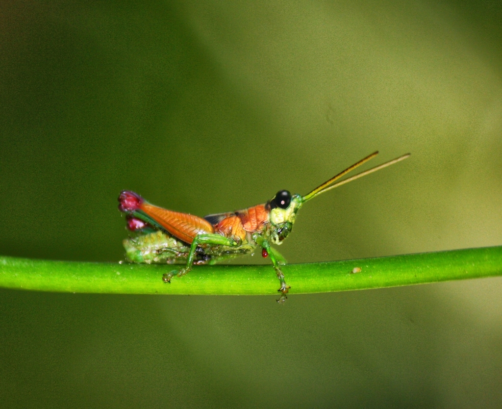 Short Horned Grasshoppers And Locusts From Novo Para So Itaituba Pa