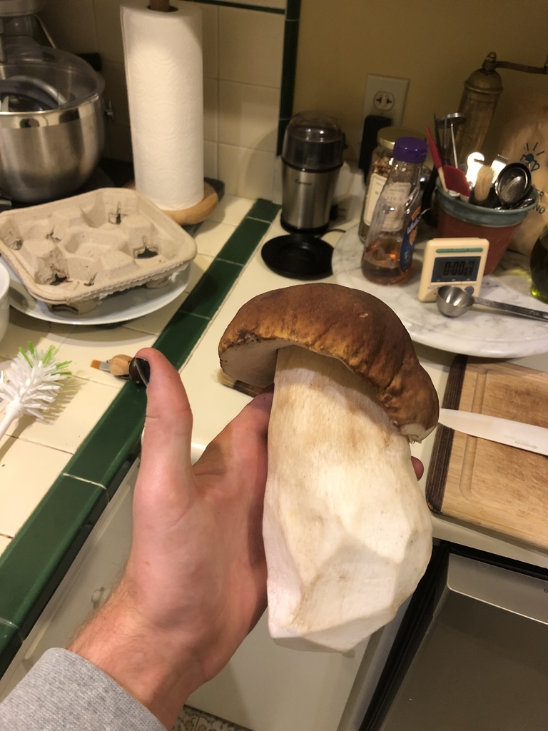 California King Bolete From Monterey Bay Santa Cruz CA US On