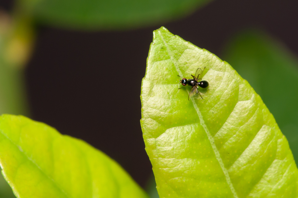 Black Scavenger Flies From Alajuela Province San Ramon Costa Rica On