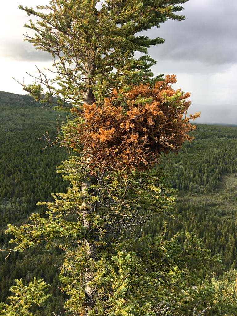 Spruce Witch S Broom Rust From Yukon Canada On August 5 2021 At 07 28