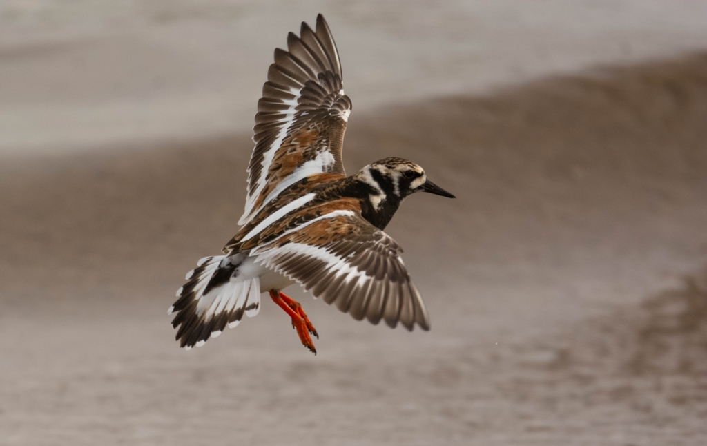 Ruddy Turnstone Bear River Migratory Bird Refuge Utah Bird List