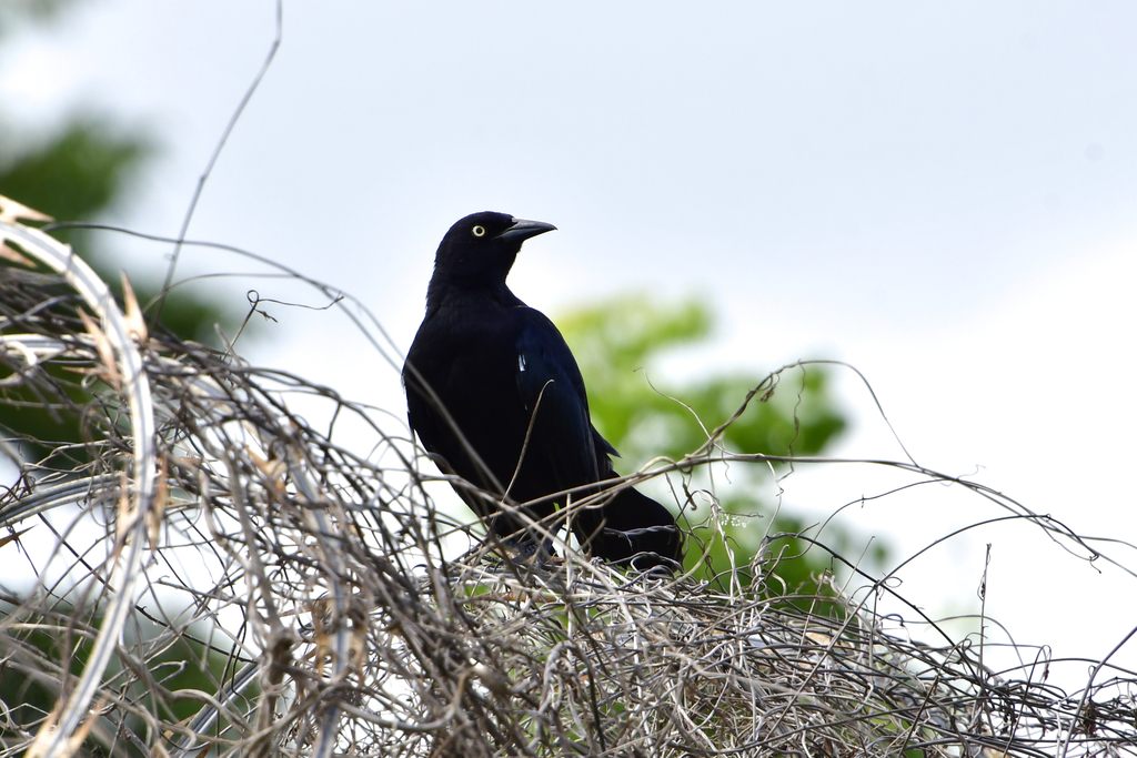 Greater Antillean Grackle From Roosevelt Roads Ceiba Puerto Rico On