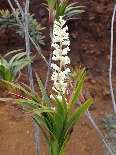 Dracophyllum Ramosum Inaturalist