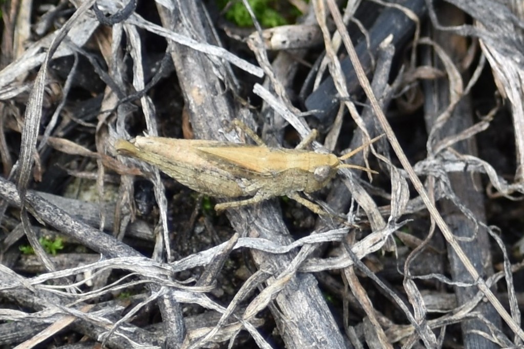 Short horned Grasshoppers and Locusts from Huarochirí Perú on December