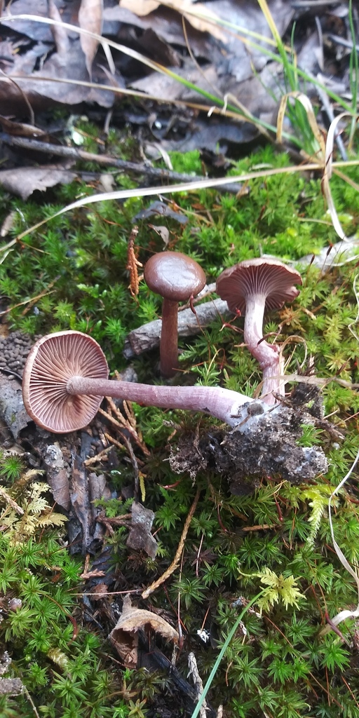 Common Gilled Mushrooms And Allies In November 2021 By Jim INaturalist