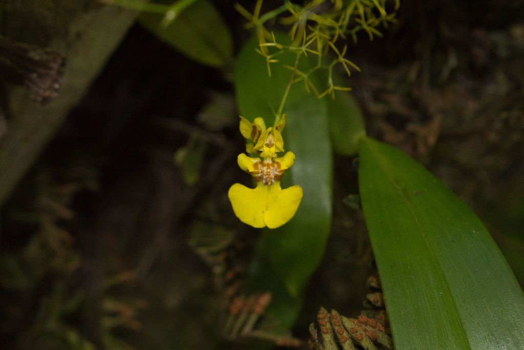 Oncidium Bryolophotum From San Jos San Antonio Costa Rica On