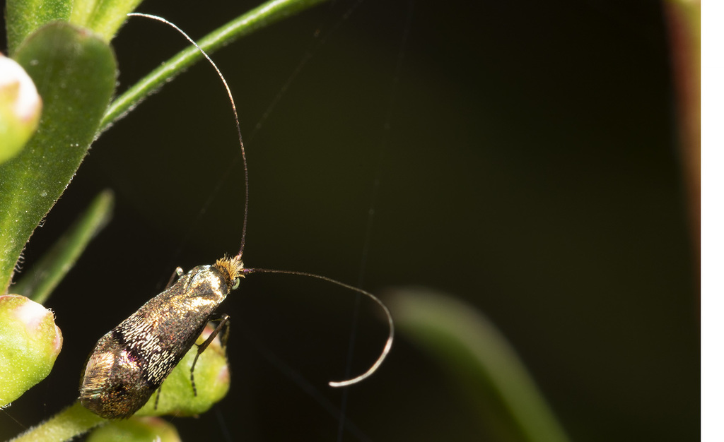 Nemophora From Briagolong Vic Australia On November At