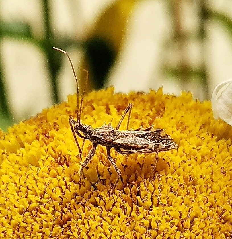 Atrachelus Cinereus From Villa Devoto CABA Argentina On November 27