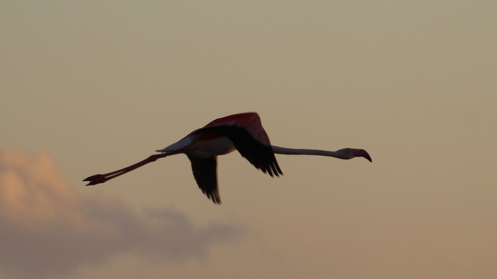 Greater Flamingo From Lagoa Dos Salgados On November 27 2021 At 06 08