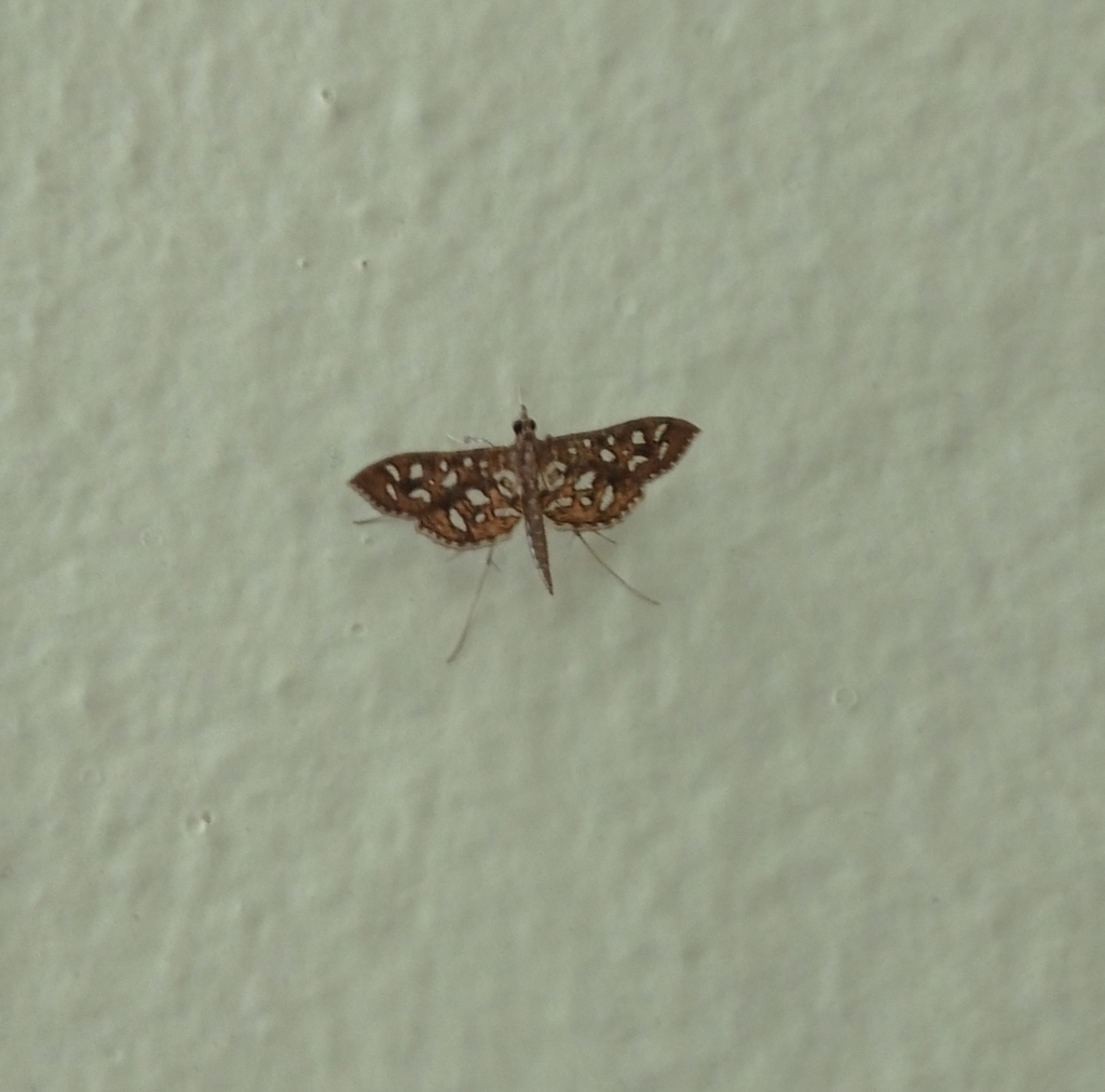 Pearl Moths From Krishnapuri West Marredpally Secunderabad Telangana