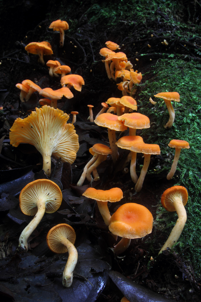 Cantharellus Guyanensis From Guyana On July 2 2013 At 05 35 PM By