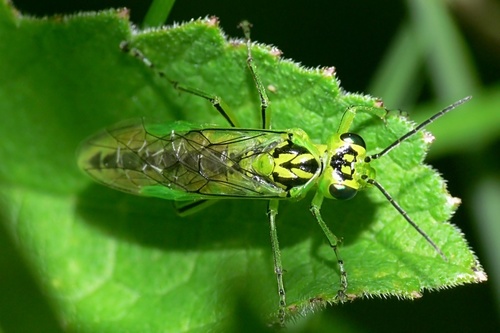 Dark Rhogogaster Rhogogaster Viridis Inaturalist