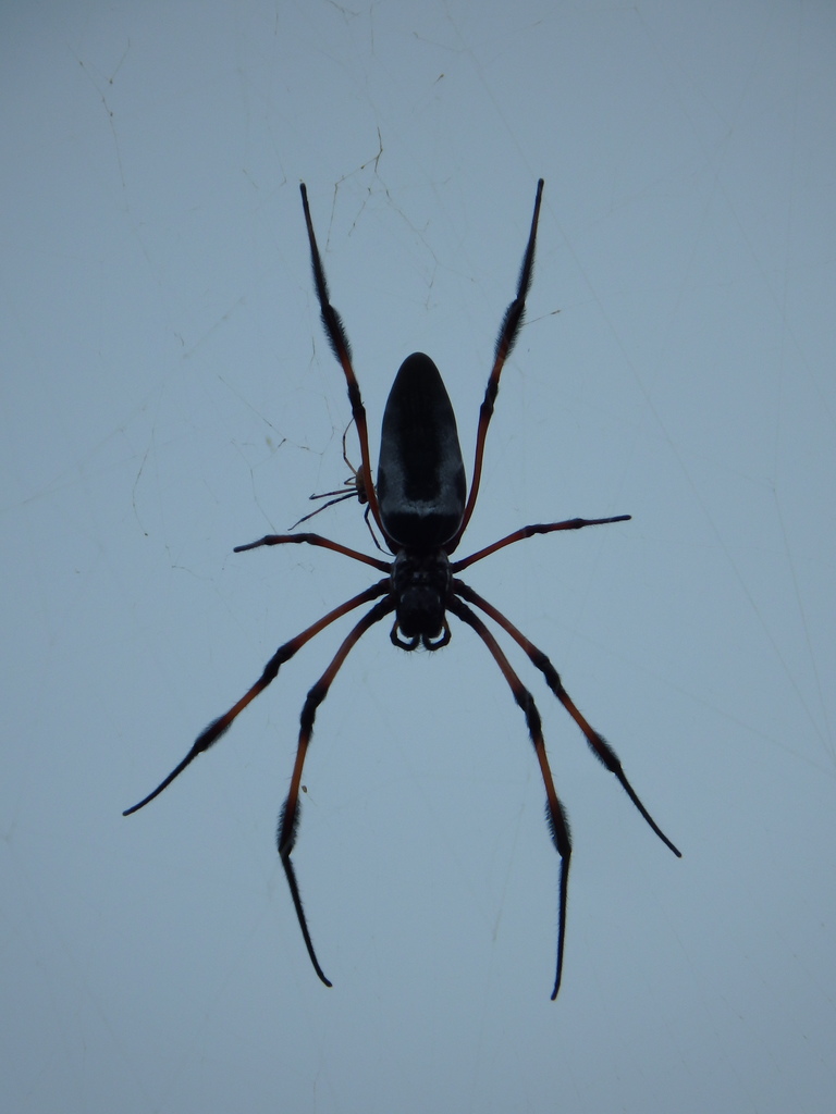 Redleg Orbweaver From Baie Sainte Anne Sesel Seychelles Praslin