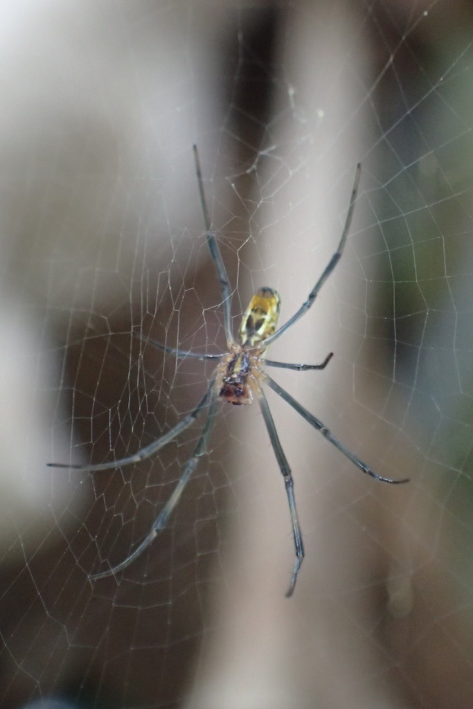 Redleg Orbweaver From Grand Anse Sesel Seychelles Praslin On