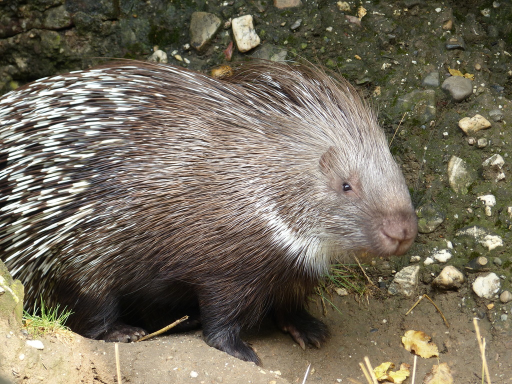 Indian Crested Porcupine Mammals Of Surendranagar District Gujarat