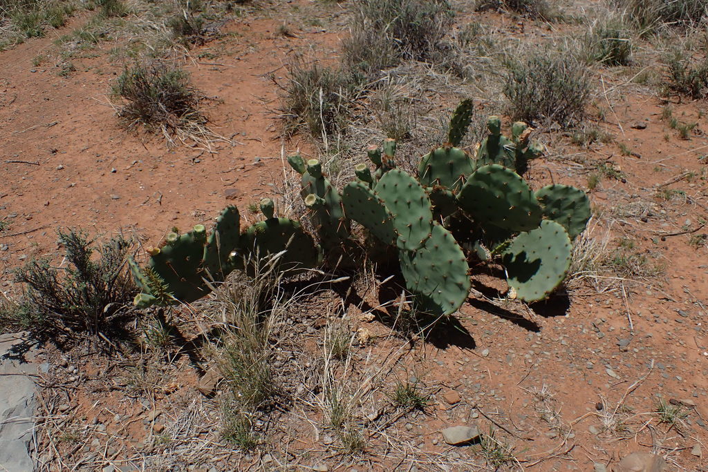 Engelmann S Pricklypear From Pixley Ka Seme Northern Cape South