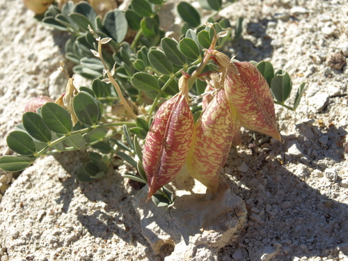 Lavin S Milkvetch Variety Astragalus Oophorus Lavinii Inaturalist