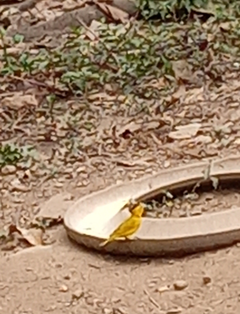 Saffron Finch From El Paraiso Ecuador On December 3 2021 At 01 02 PM