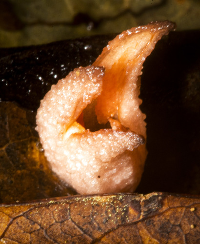 Gastrodia Queenslandica Inaturalist Canada