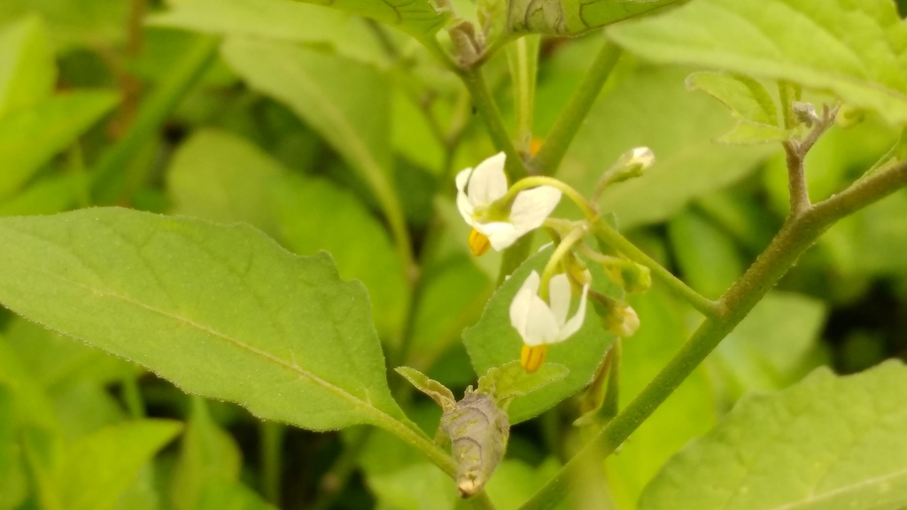 American Black Nightshade From Sin Nombre De Col Guadalupe N L