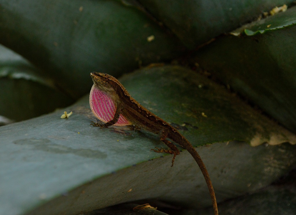 Abaniquillo De Encino De Oaxaca BIODIVERSIDAD Y POLINIZADORES