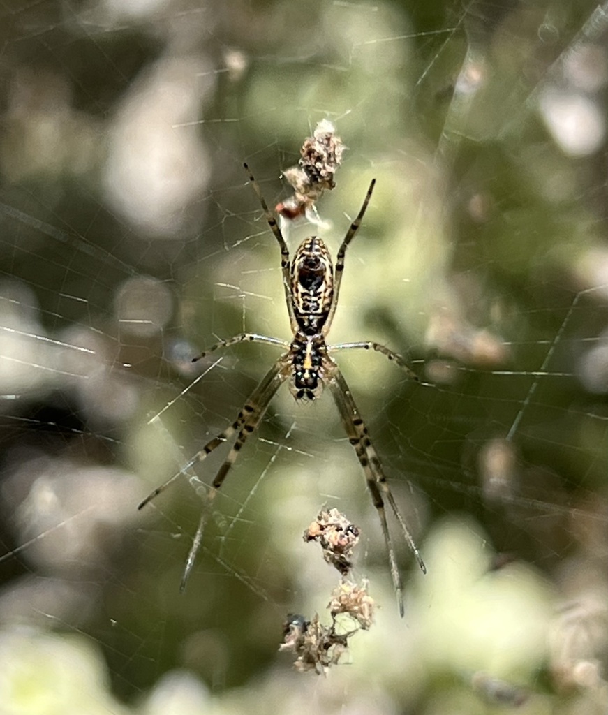 Australian Golden Orbweaver From Hope St White Gum Valley Wa Au On