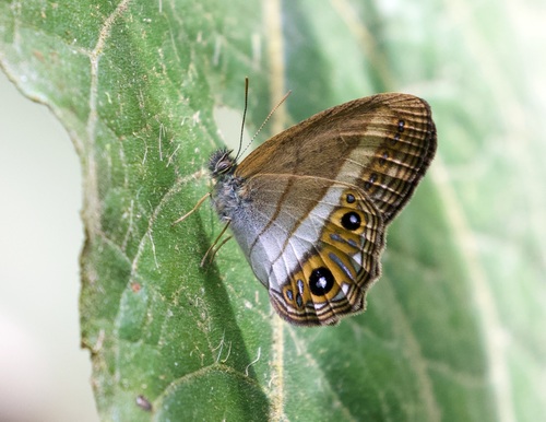 Splendeuptychia Clementia Inaturalist