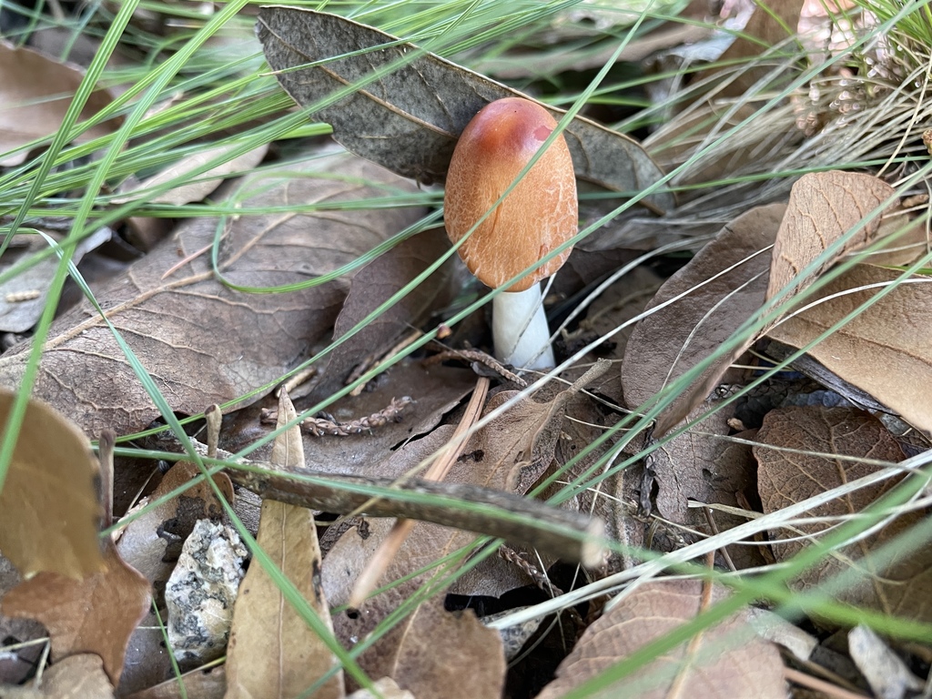 Ruby Dapperling In August 2021 By Jonathan Frank Leucoagaricus Cf