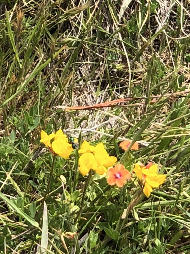 Bird S Foot Trefoils And Deervetches From Point Lobos State Reserve